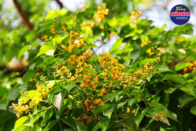 Tháng tư về, hoa sưa lại bung nở khoe sắc khắp mọi nẻo đường xứ Quảng /// MẠNH CƯỜNG